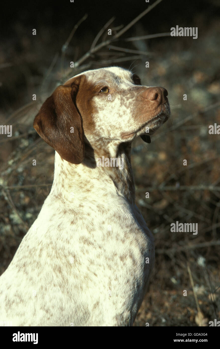Bourdonnais Pointer Hund, Portrait Stockfoto