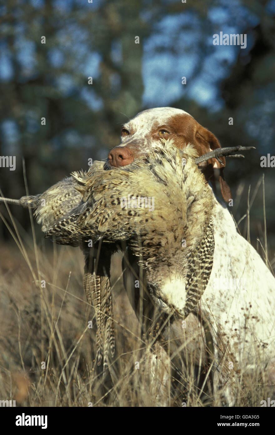 Bourdonnais Pointer Hund, Erwachsene mit gemeinsamen Fasan weiblich im Maul Stockfoto