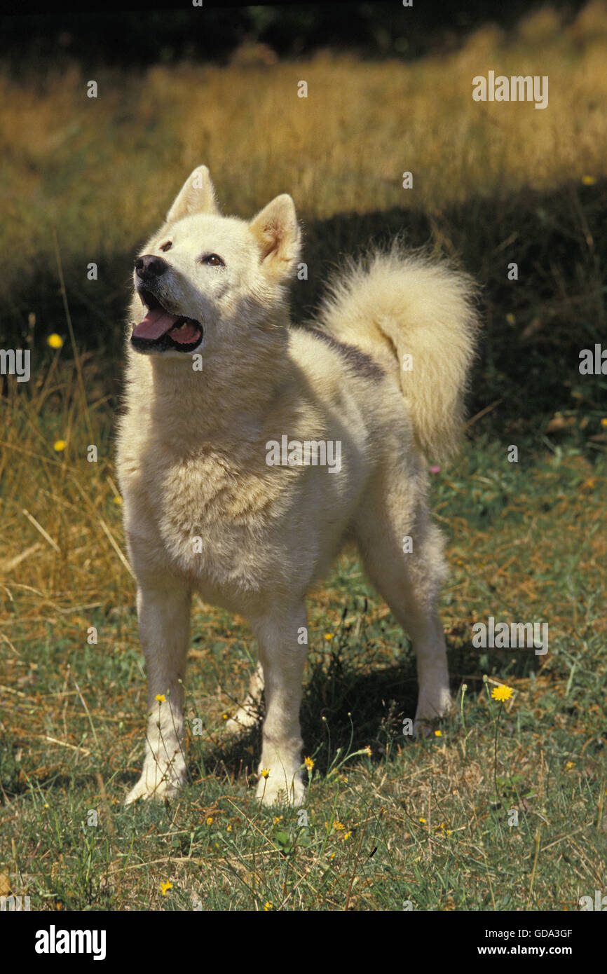 Grönlandhund auf Rasen Stockfoto