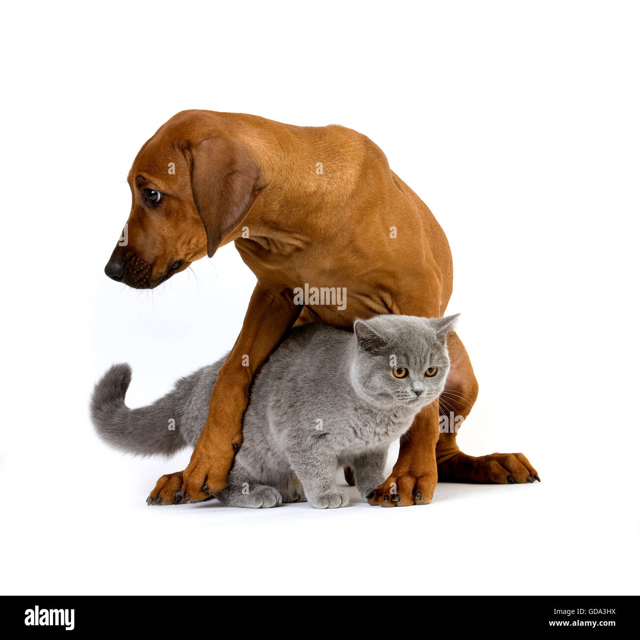 Pup lila British Kurzhaar männliche Hauskatze und Rhodesian Ridgeback, 3 Monate alt Stockfoto