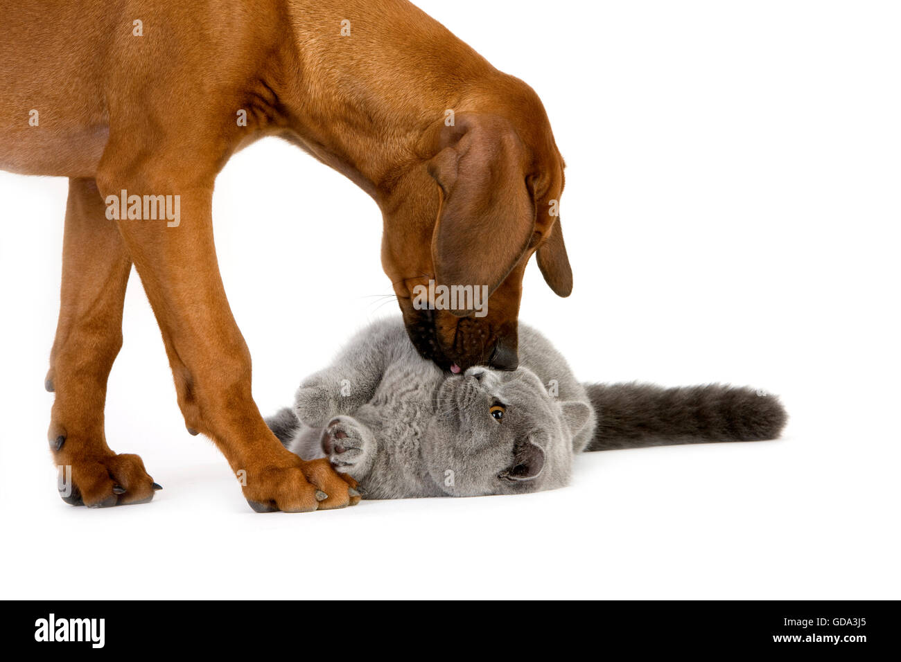 Pup lila British Kurzhaar männliche Hauskatze und Rhodesian Ridgeback, 3 Monate alt Stockfoto