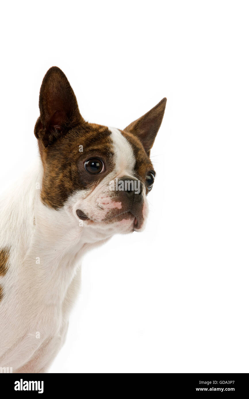 Boston Terrier, Portrait of Dog vor weißem Hintergrund Stockfoto