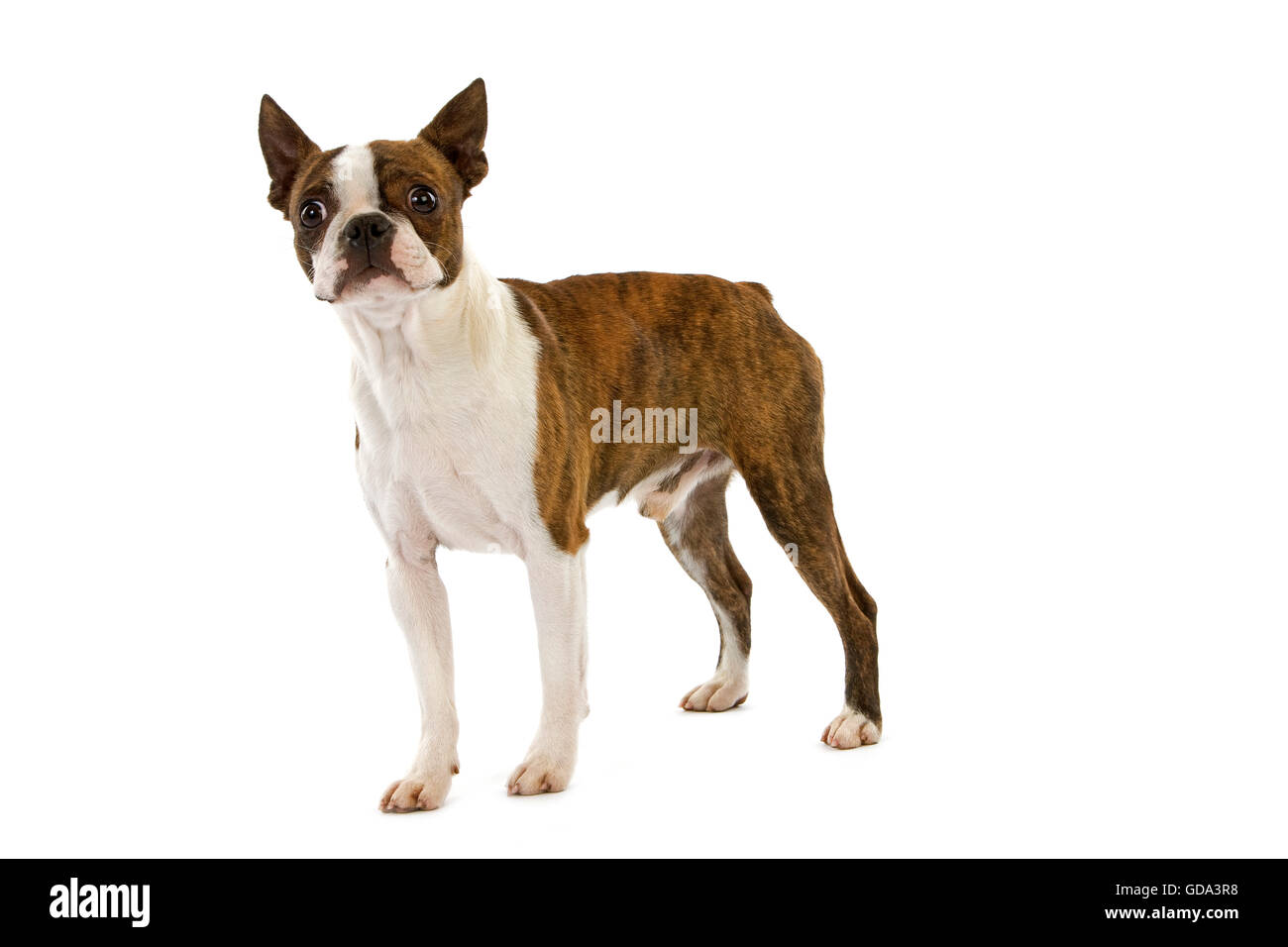 BOSTON TERRIER HUND, MÄNNLICHE VOR WEIßEM HINTERGRUND Stockfoto