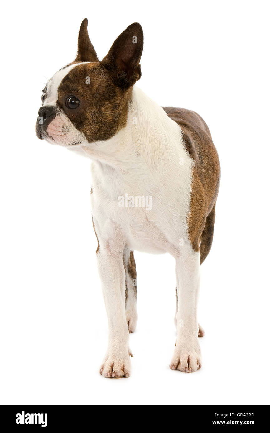 Boston Terrier Hund vor weißem Hintergrund Stockfoto