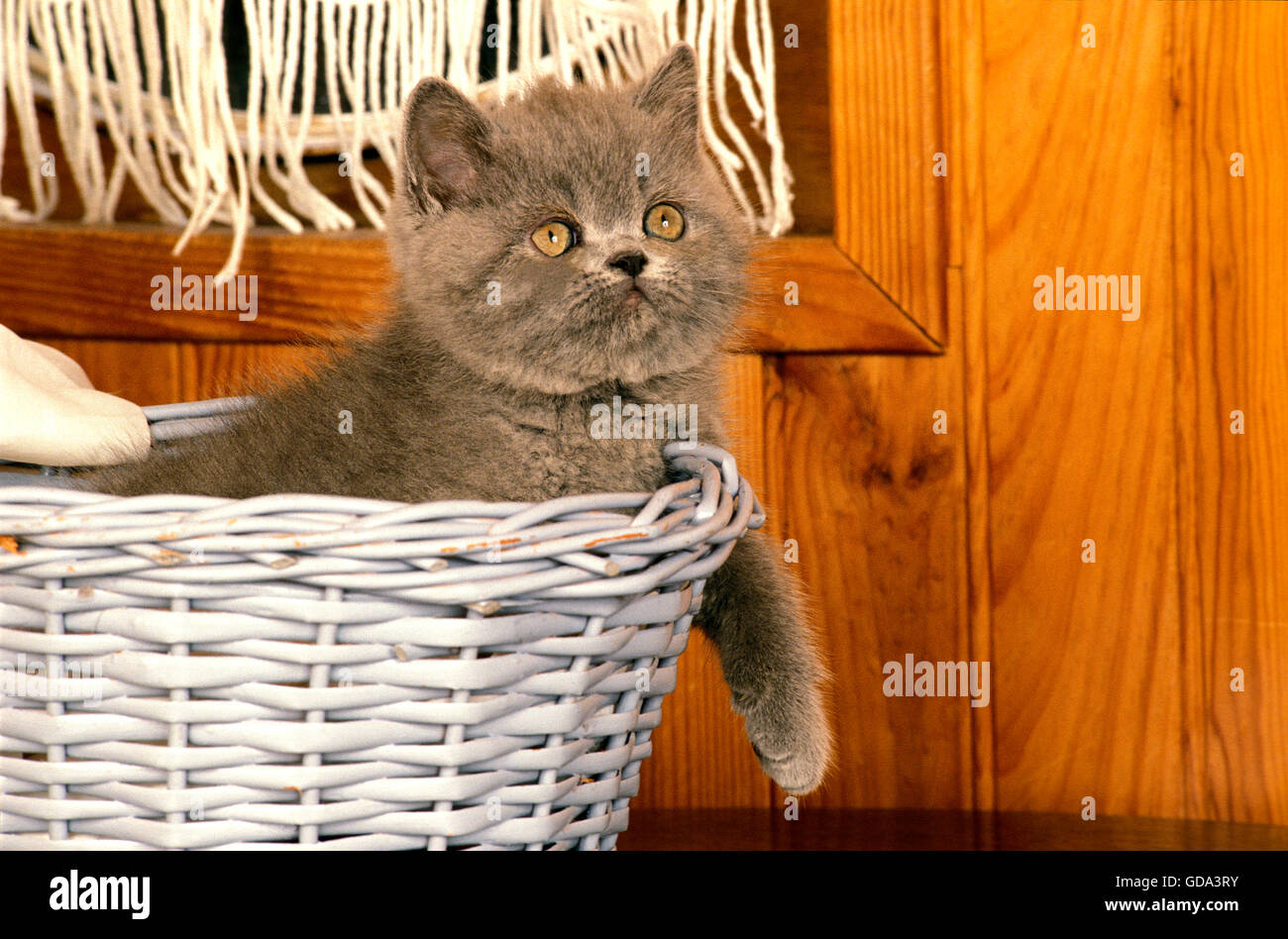 Exotisch Kurzhaarkatze, Kätzchen im Korb Stockfoto