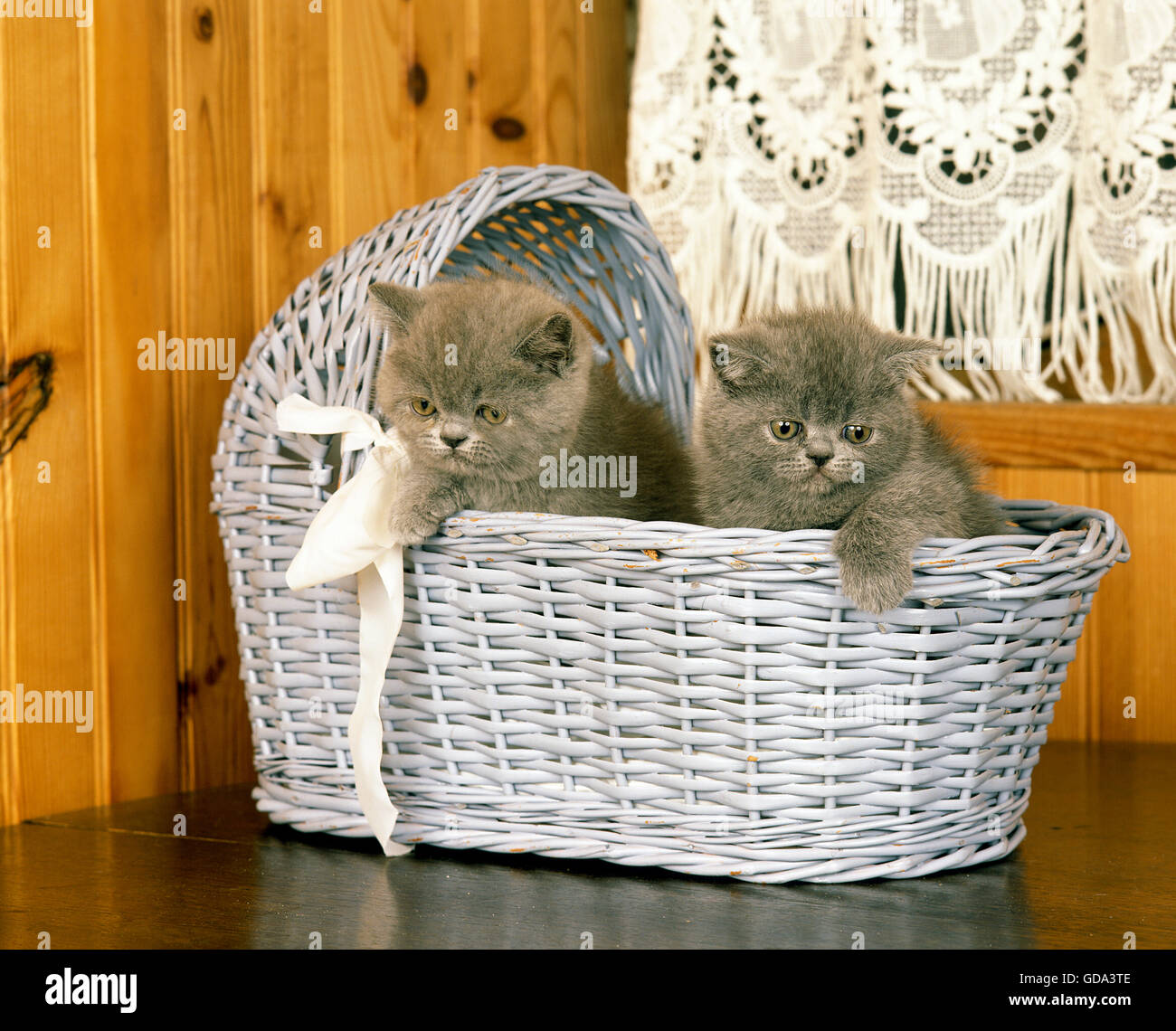 Exotisch Kurzhaarkatze, Kätzchen im Korb Stockfoto