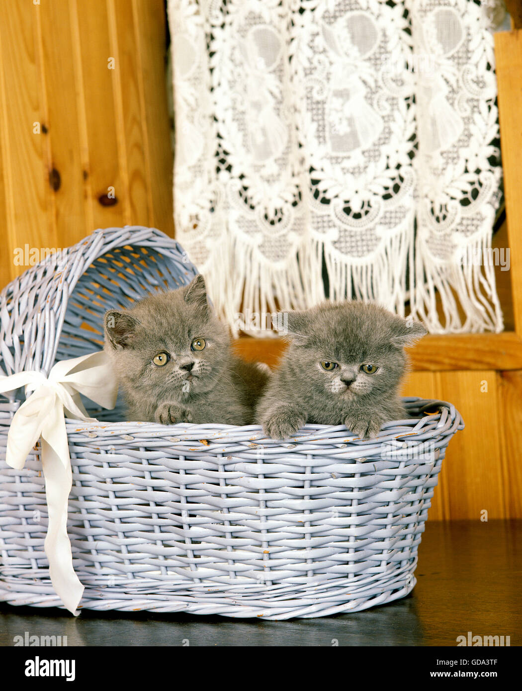 Exotisch Kurzhaarkatze, Kätzchen im Korb Stockfoto