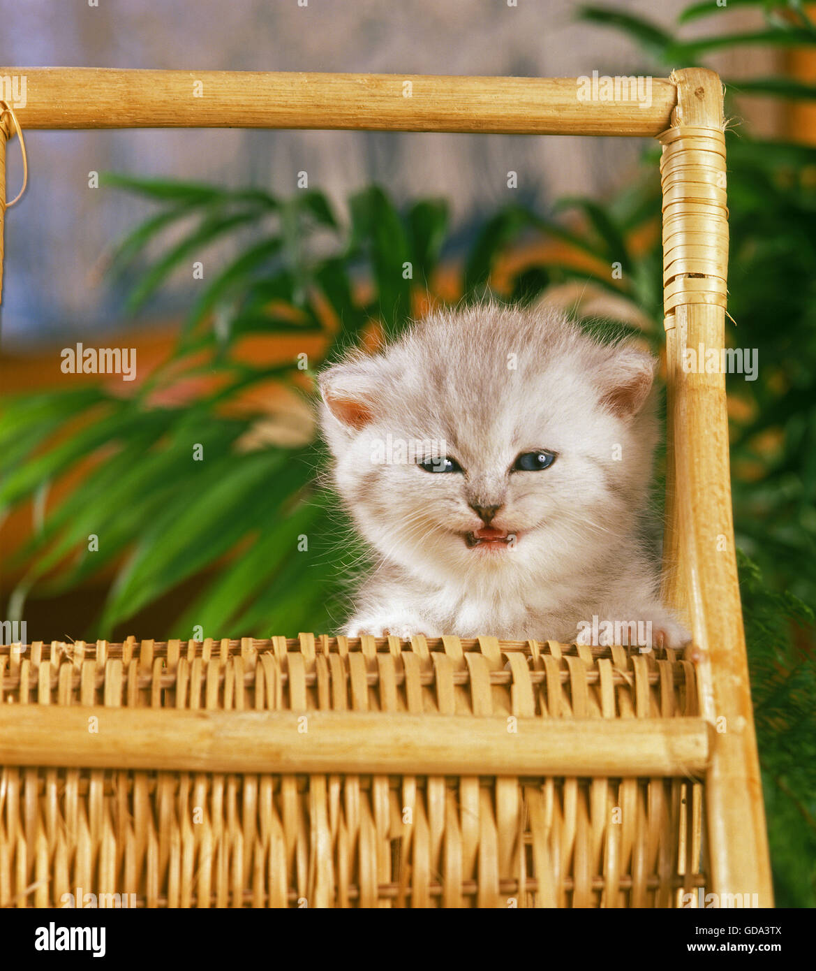 Weiße exotisch Kurzhaarkatze, Kätzchen im Korb Stockfoto