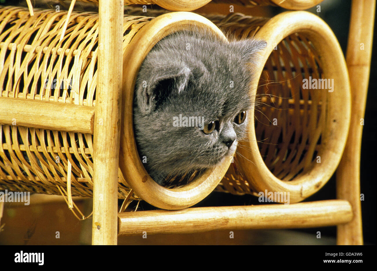 Exotisch Kurzhaar-Hauskatze, Kätzchen im Korb Stockfoto