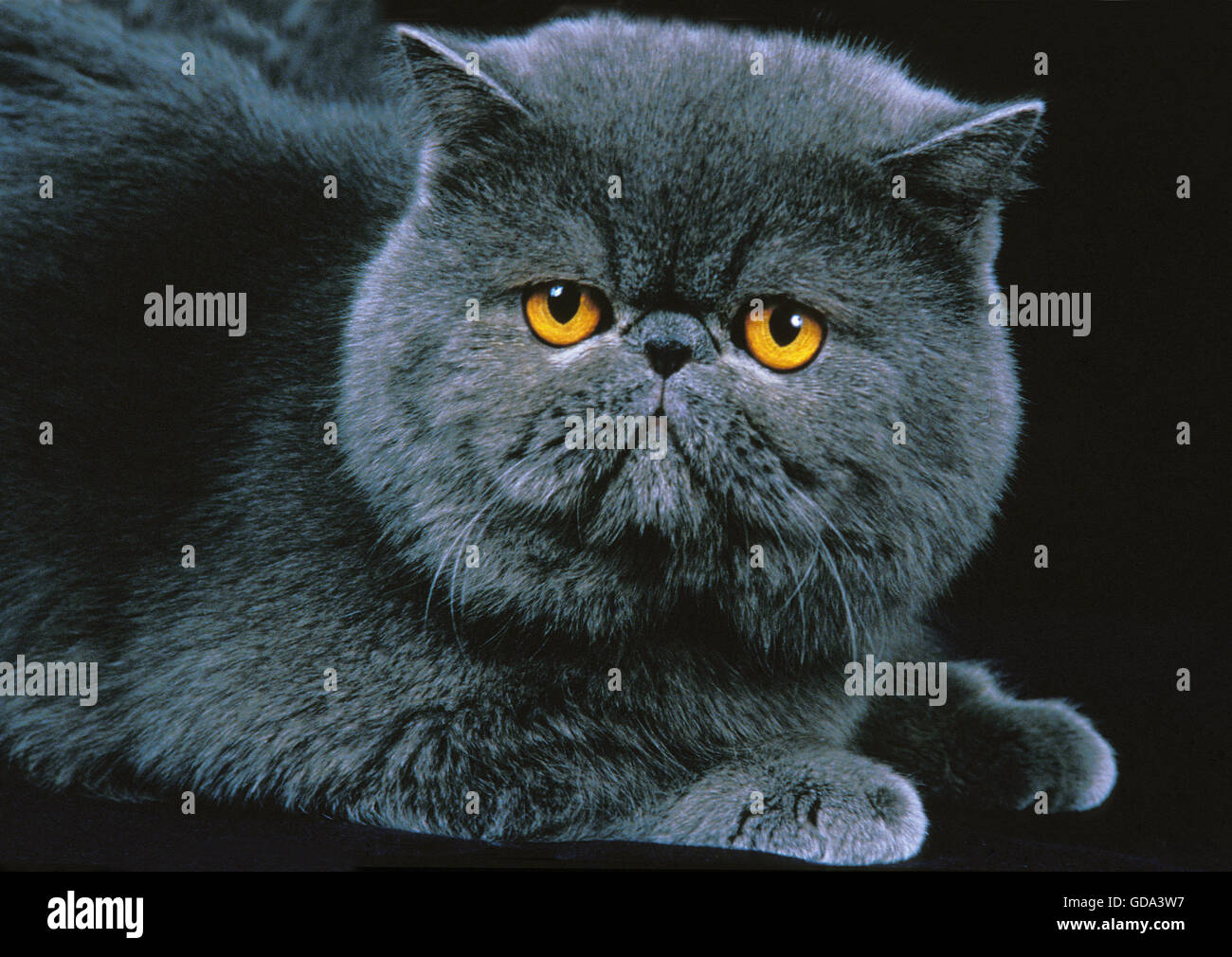 Exotisch Kurzhaar-Hauskatze, Erwachsene auf schwarzem Hintergrund Stockfoto