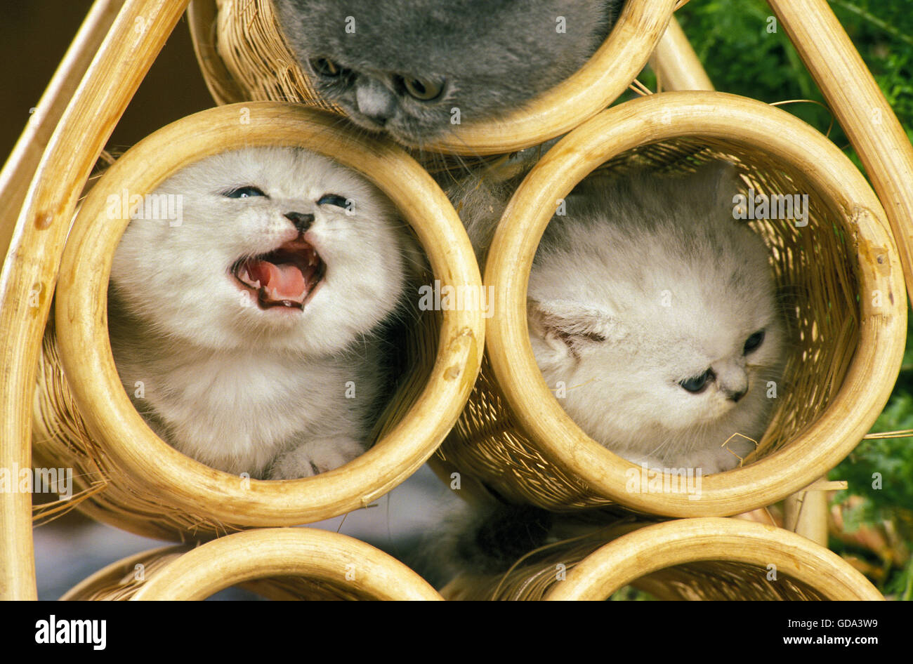 Exotisch Kurzhaar-Hauskatze, Kätzchen im Korb Stockfoto