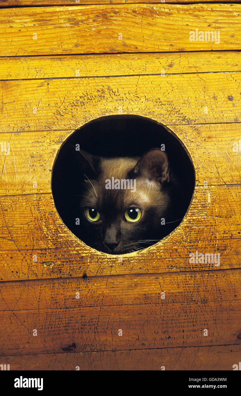 Schokolade birmanischen Hauskatze, Erwachsene Hidding in seinem Korb Stockfoto