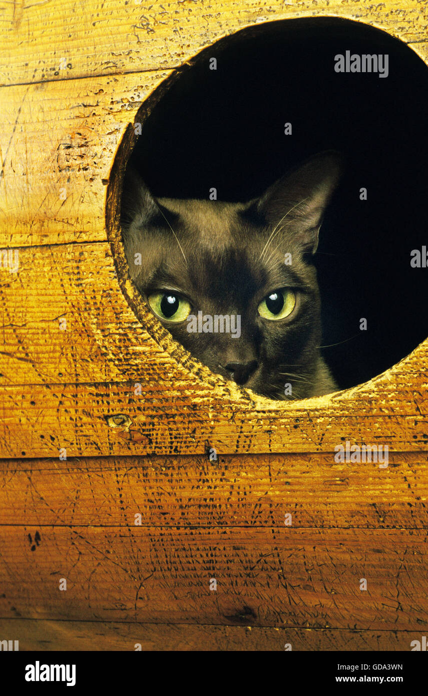 Schokolade birmanischen Hauskatze, Erwachsene Hidding in seinem Korb Stockfoto