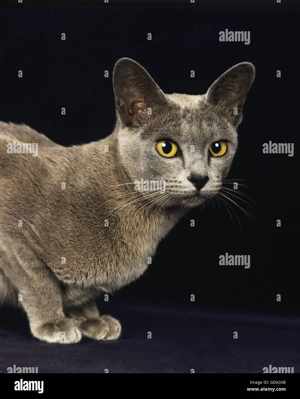 BLAUE BURMESISCHE HAUSKATZE, PORTRÄT VON ERWACHSENEN Stockfoto