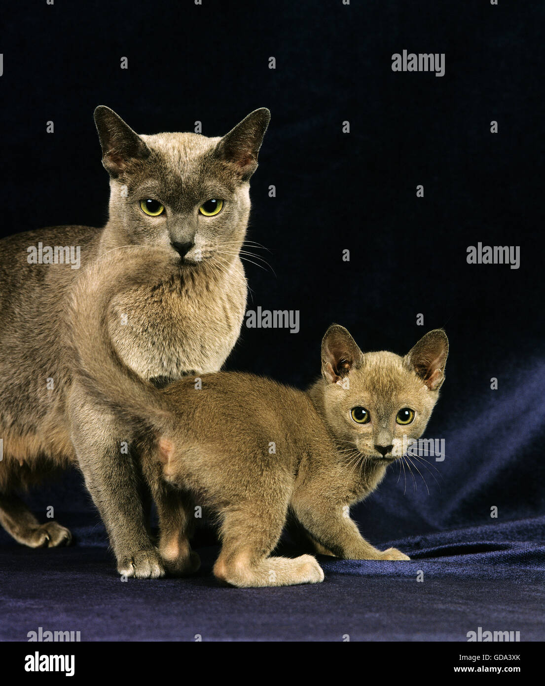 Blaue burmesische Hauskatze, Mutter mit Kätzchen vor schwarzem Hintergrund Stockfoto