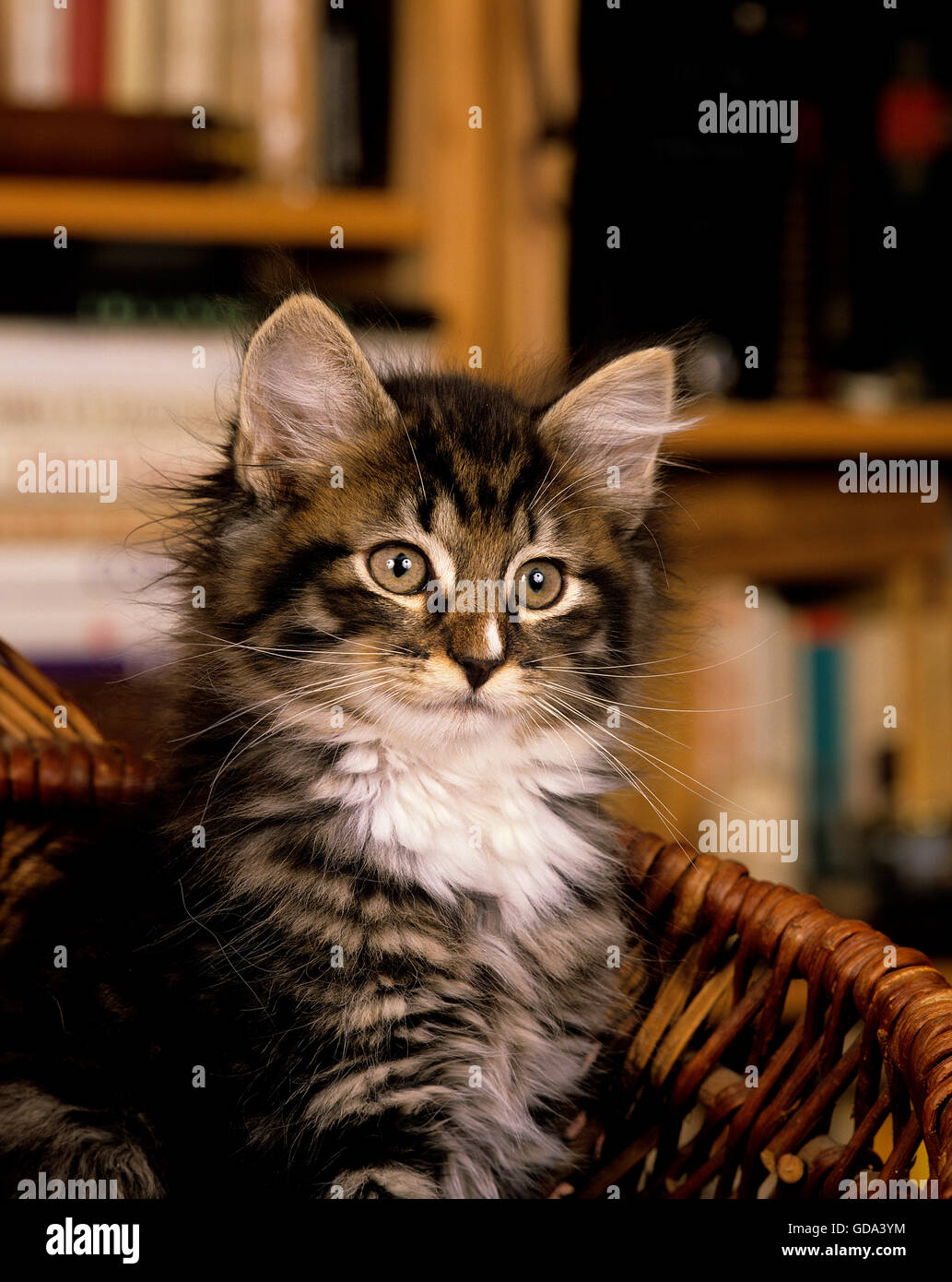Skogkatt Hauskatze, Kätzchen im Korb sitzen Stockfoto