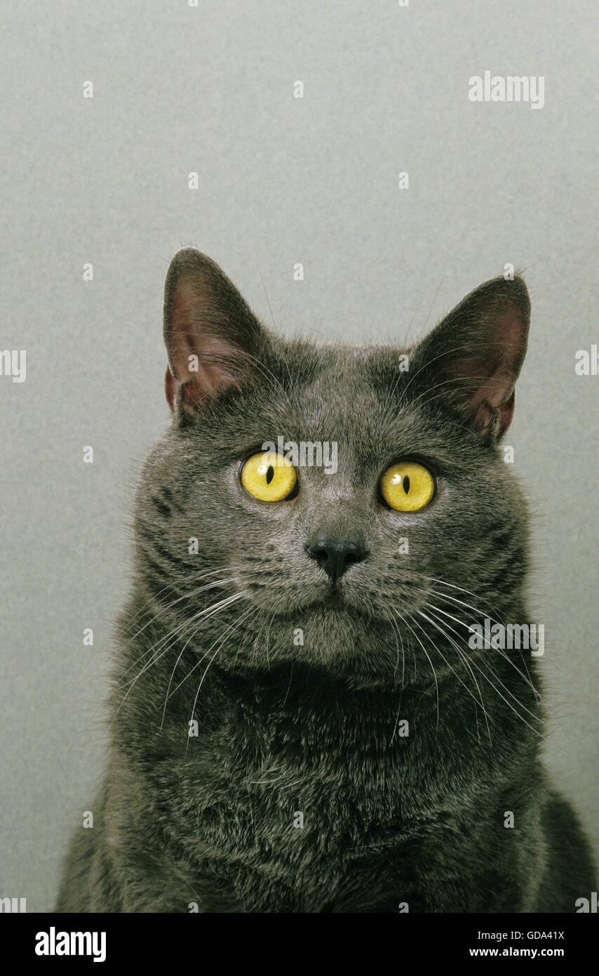 Chartreux Domestic Cat, Porträt von Erwachsenen Stockfoto