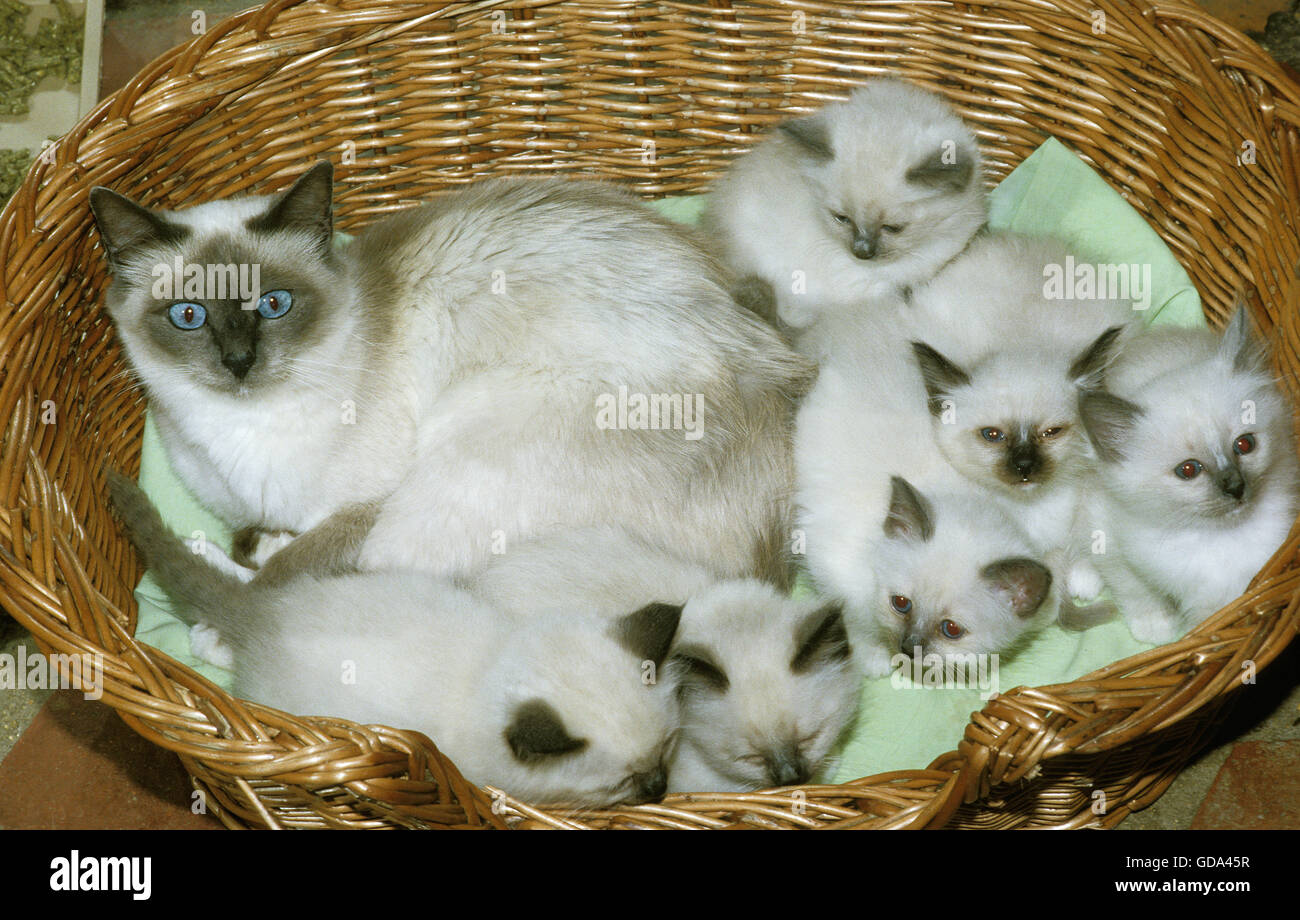 Birmanese Domestic Cat, weiblich mit Kätzchen im Korb Stockfoto