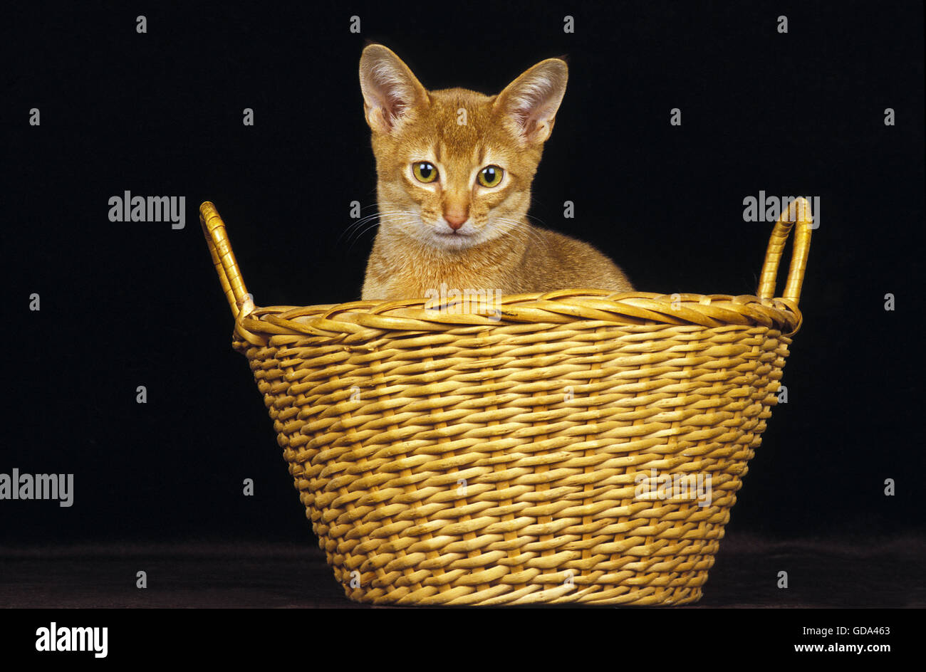 Roten Abessinier Hauskatze, Erwachsene im Korb vor schwarzem Hintergrund Stockfoto