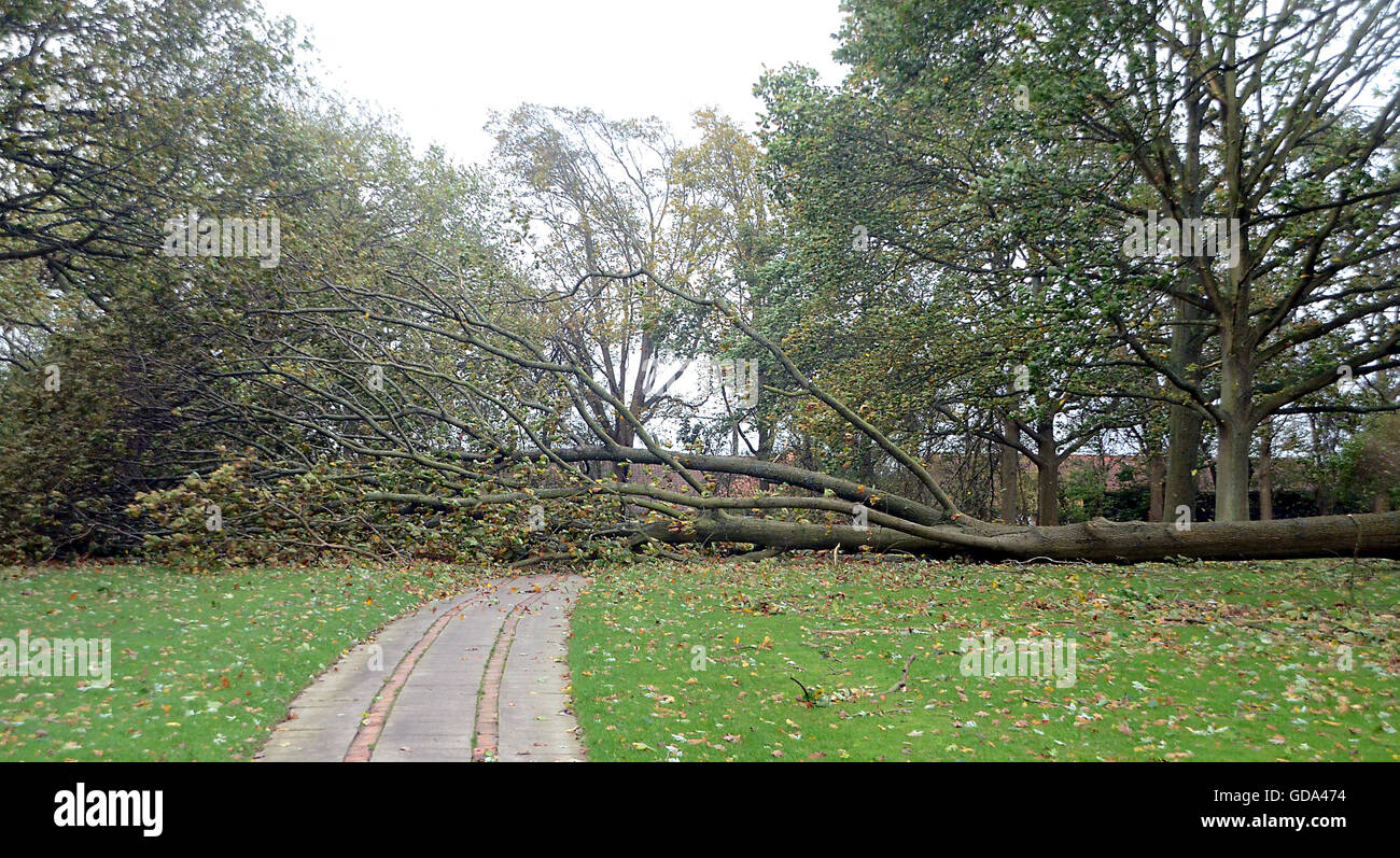 Gebrochen oder gekippten Bäume nach einem Sturm im Oktober 2013. Die Wetterfrösche sehen nicht kommen. Stockfoto