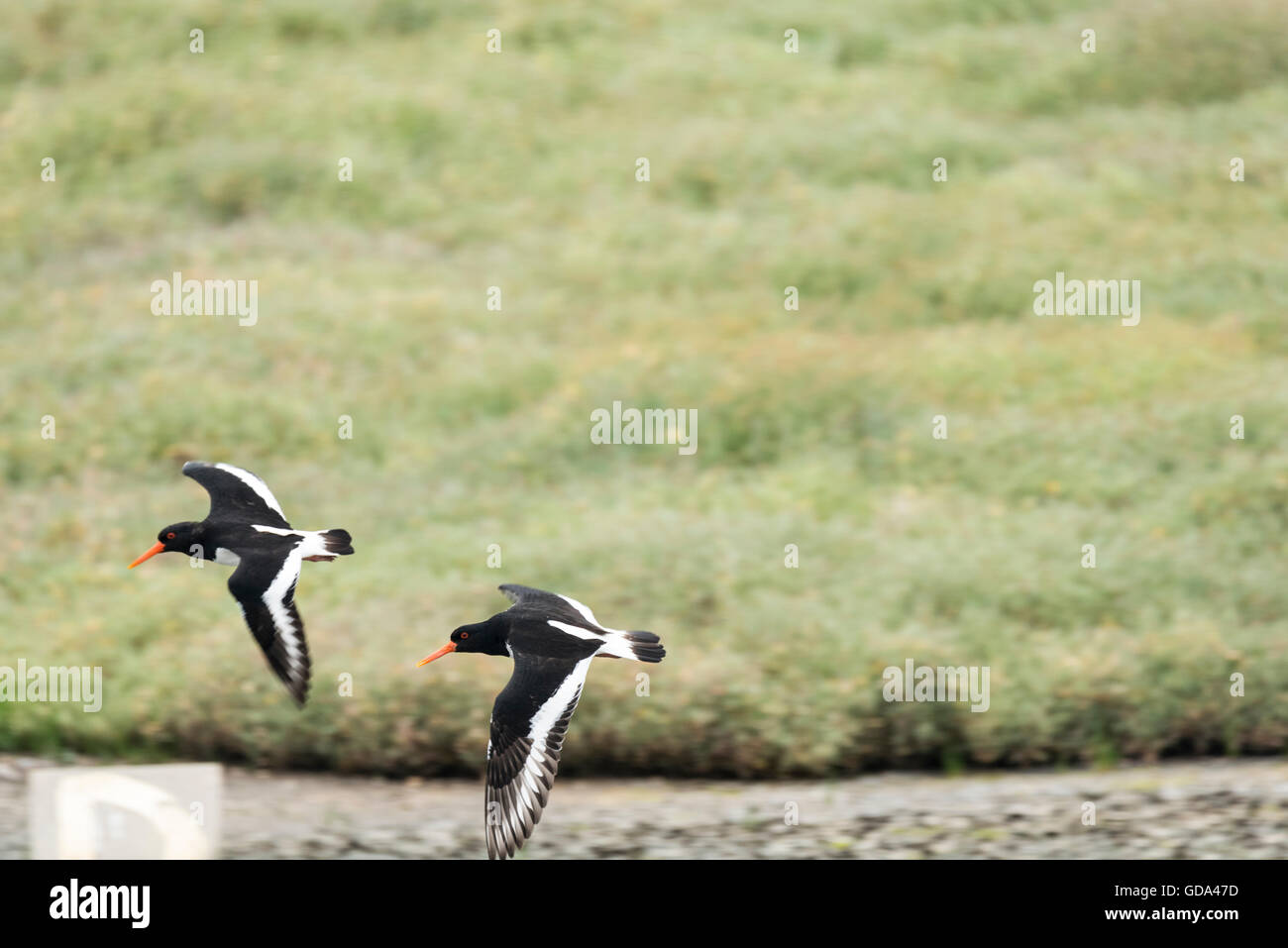 Zwei Austernfischer (Haematopus Ostralegus) fliegen Stockfoto