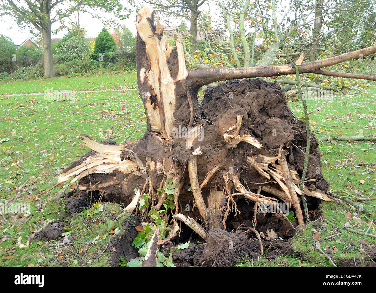Gebrochen oder gekippten Bäume nach einem Sturm im Oktober 2013. Die Wetterfrösche sehen nicht kommen. Stockfoto