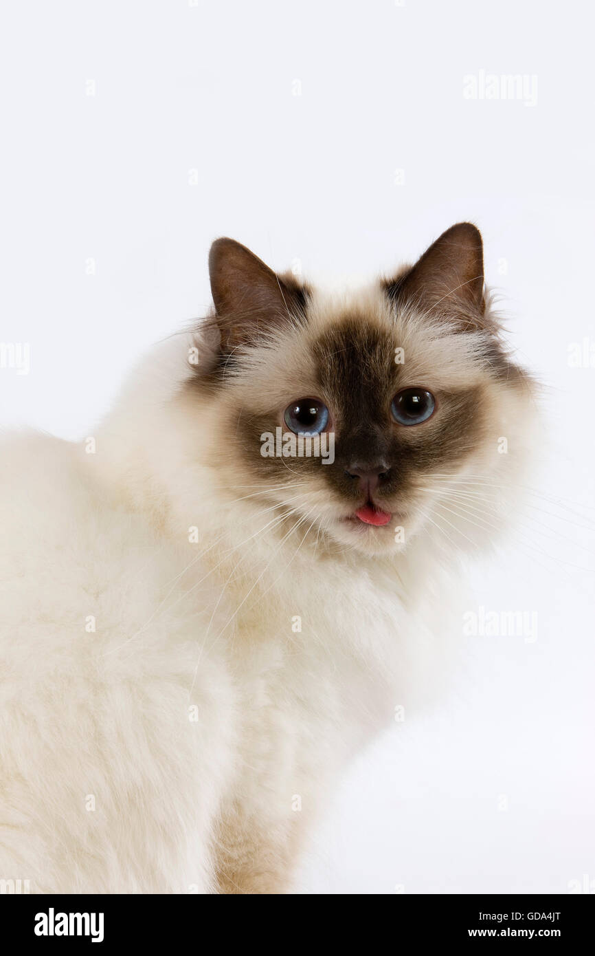 Dichtung Birmanese Hauskatze, Erwachsenen sitzen vor weißem Hintergrund Stockfoto