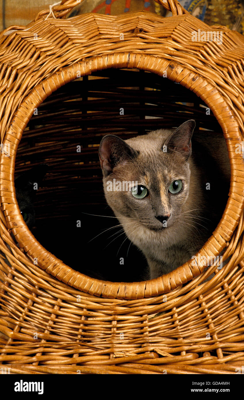 TONKANESEN HAUSKATZE, ERWACHSENE IN KORB Stockfoto