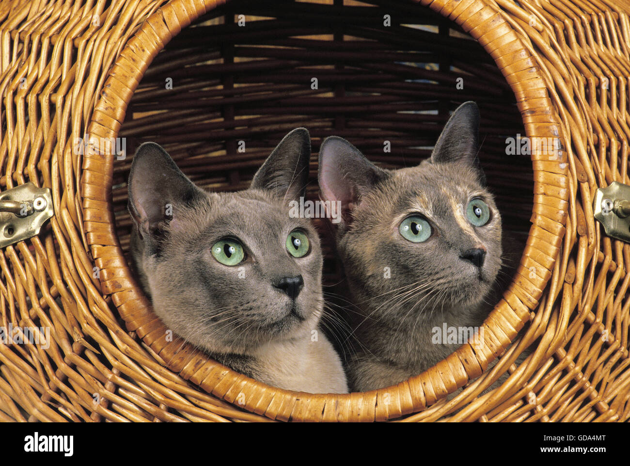 Tonkanesen Hauskatze in Korb Stockfoto