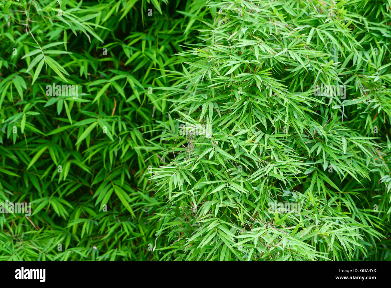 grüner Bambuswald Stockfoto
