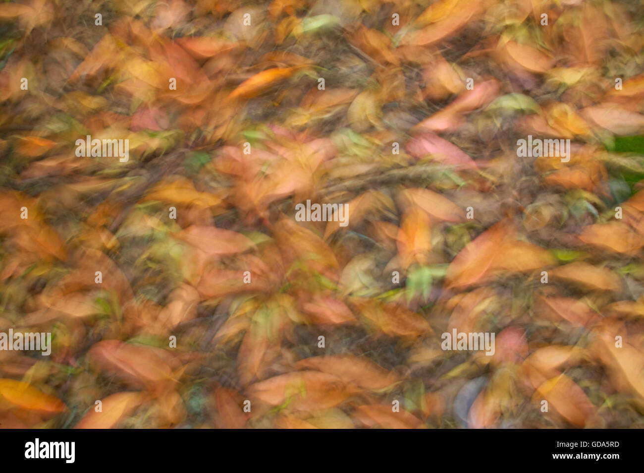 Herbstlaub im Boden mit Unschärfe-Effekt. Horizontale Stockfoto
