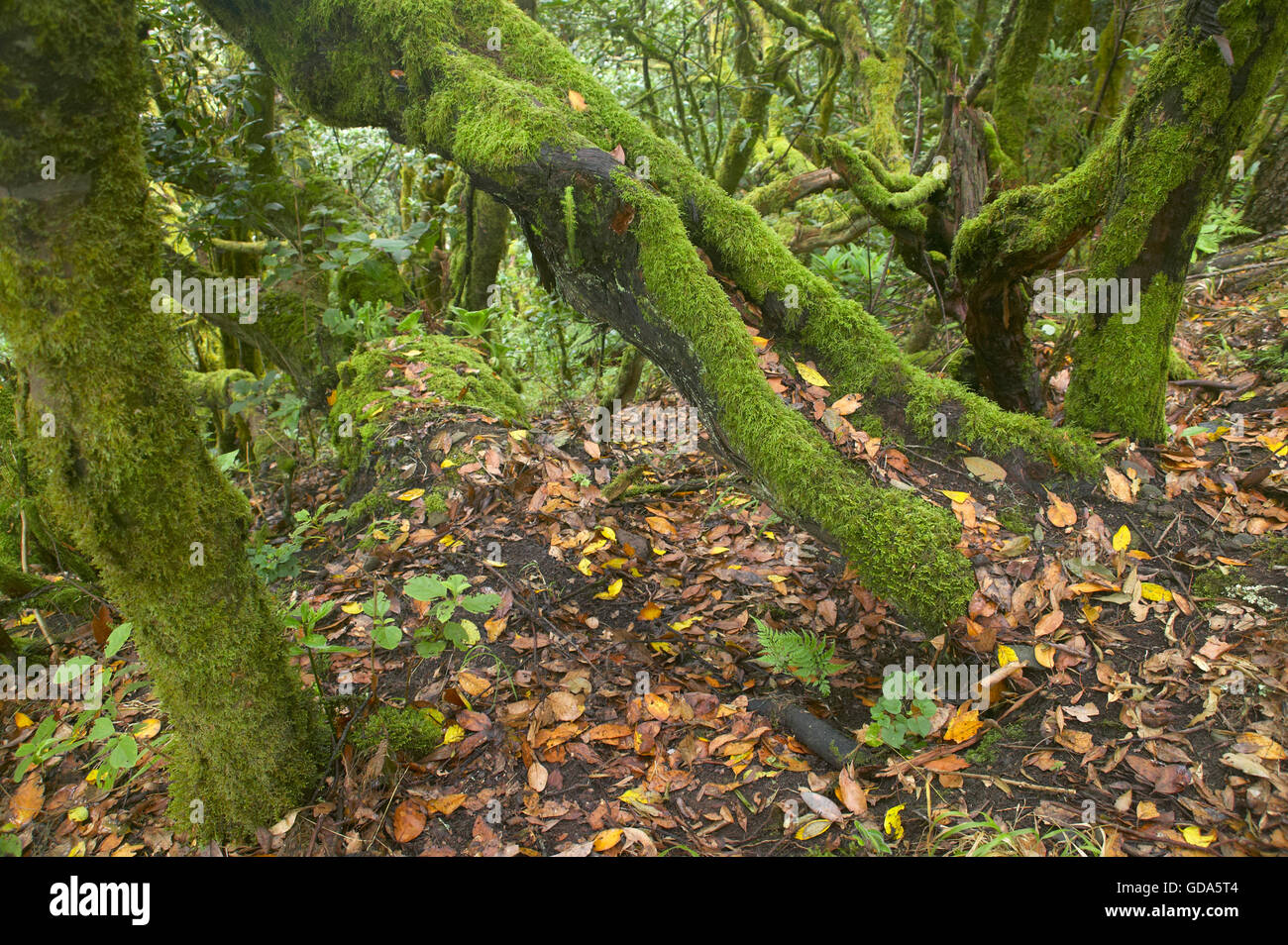 Subtropischen Laurissilva-Wald auf Gomera. Kanarischen Insel. Spanien. Horizontale Stockfoto