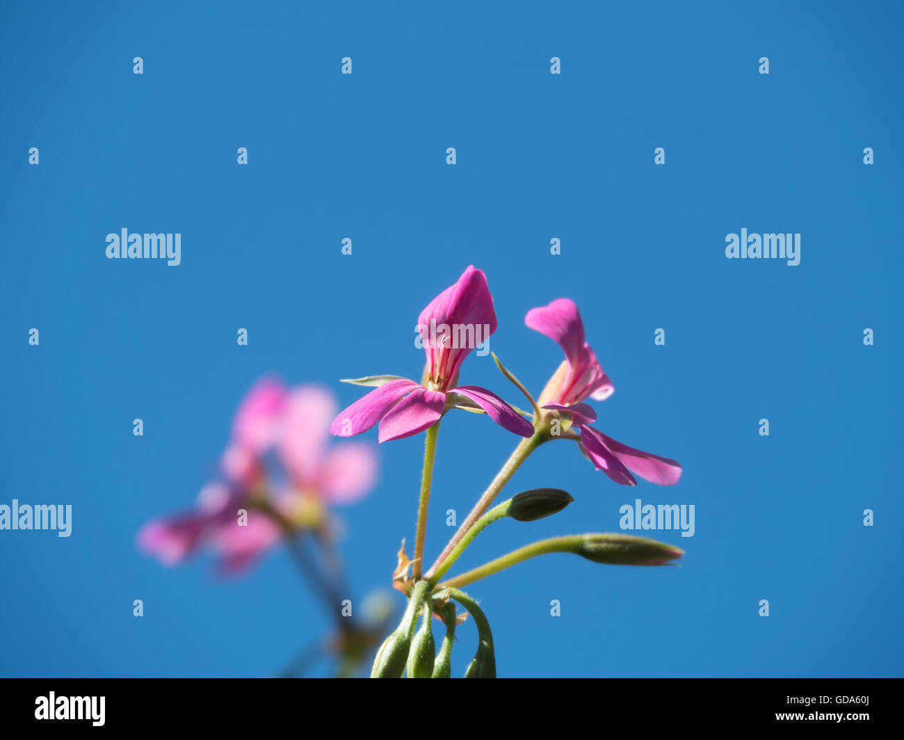 Blühenden kleinen violette Blüten mit blauen Himmelshintergrund Stockfoto