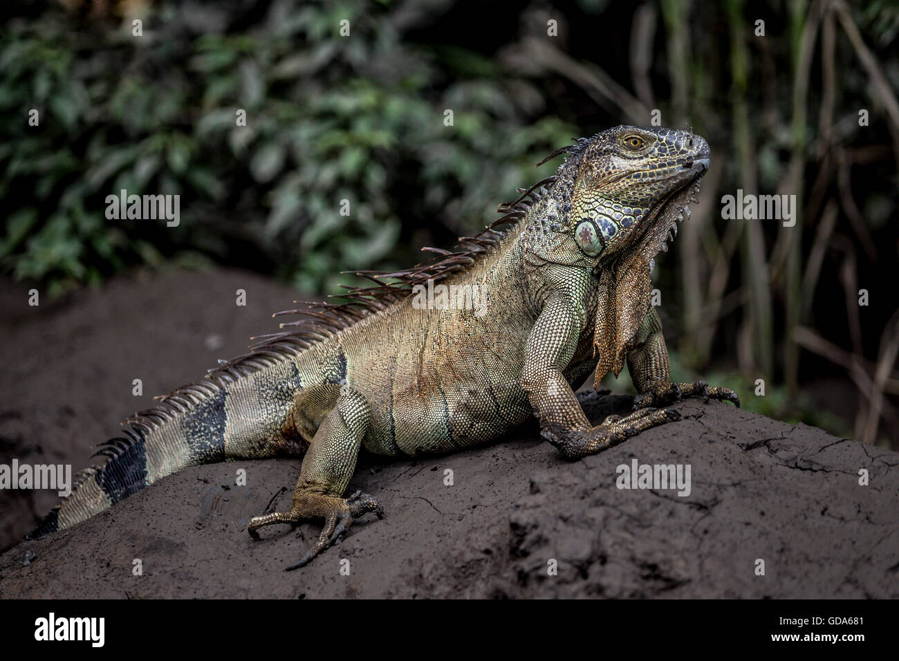 Grüner Leguan, Iguana Iguana, Costa Rica Stockfoto