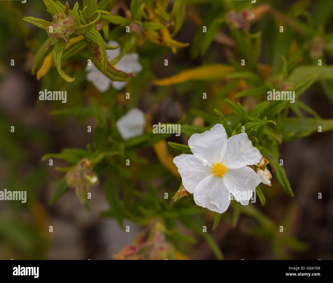 Nahaufnahme der Blüte der Narrow-leaved Zistrose (Cistus Monspeliensis) in der Nähe von Ifonche, Teneriffa Stockfoto