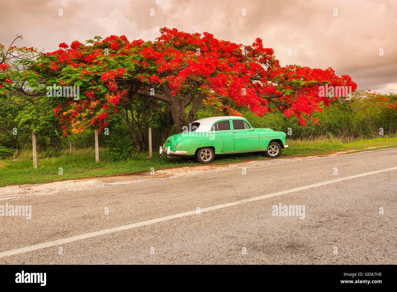 Eine extravagante oder Flame Tree (Delonix Regia, Royal Poinciana) in vollen roten Blumen und grün 1950 amerikanische Oldtimer, ländlichen Kuba Stockfoto