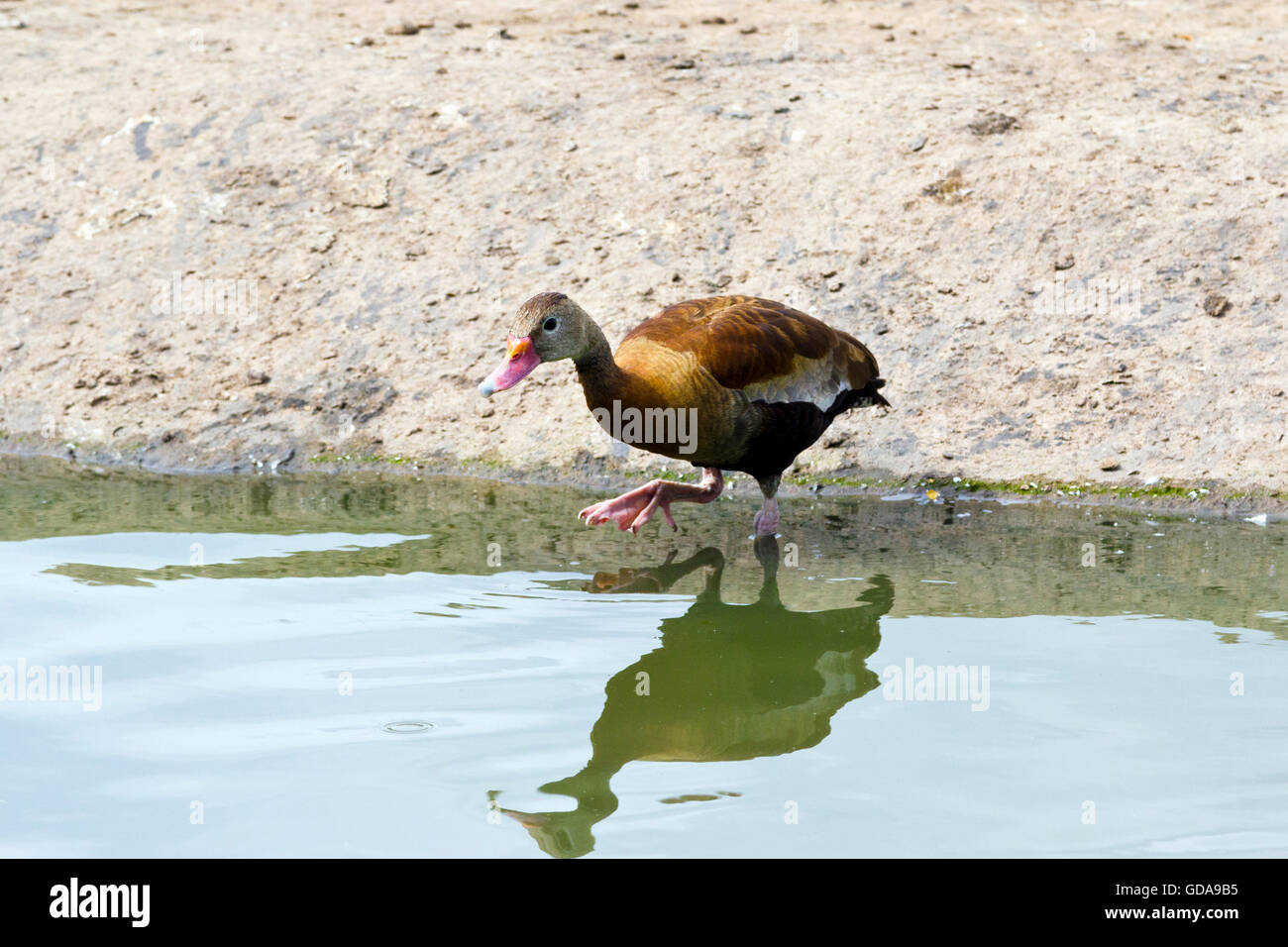 Schwarzbäuchigen Pfeifen-Ente (Dendrocygna Autumnalis) Stockfoto