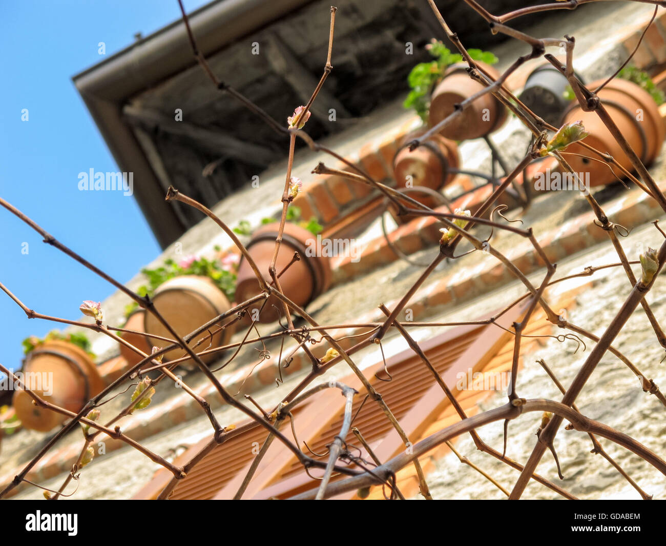 Italien, Lombardei, Comer See, Blütenköpfchen über Äste, verzierte Gebäude, am Ostufer des Lario Stockfoto