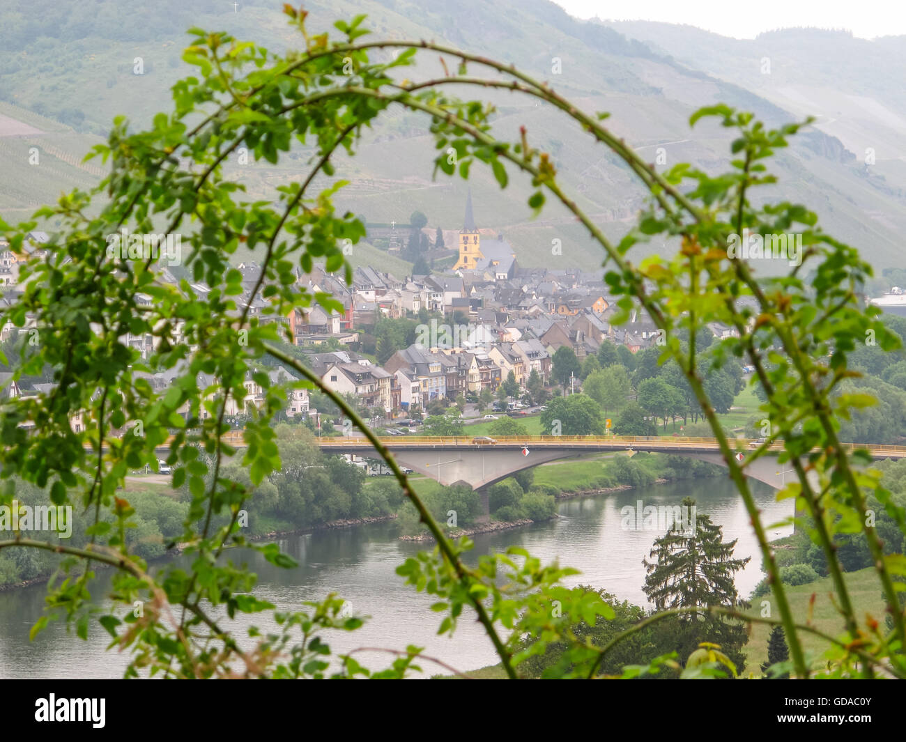 Deutschland, Rheinland-Pfalz, Zeltingen-Rachtig, Steig auf die Mosel, Blick durch Rosenhecke auf Zeltingen Stockfoto