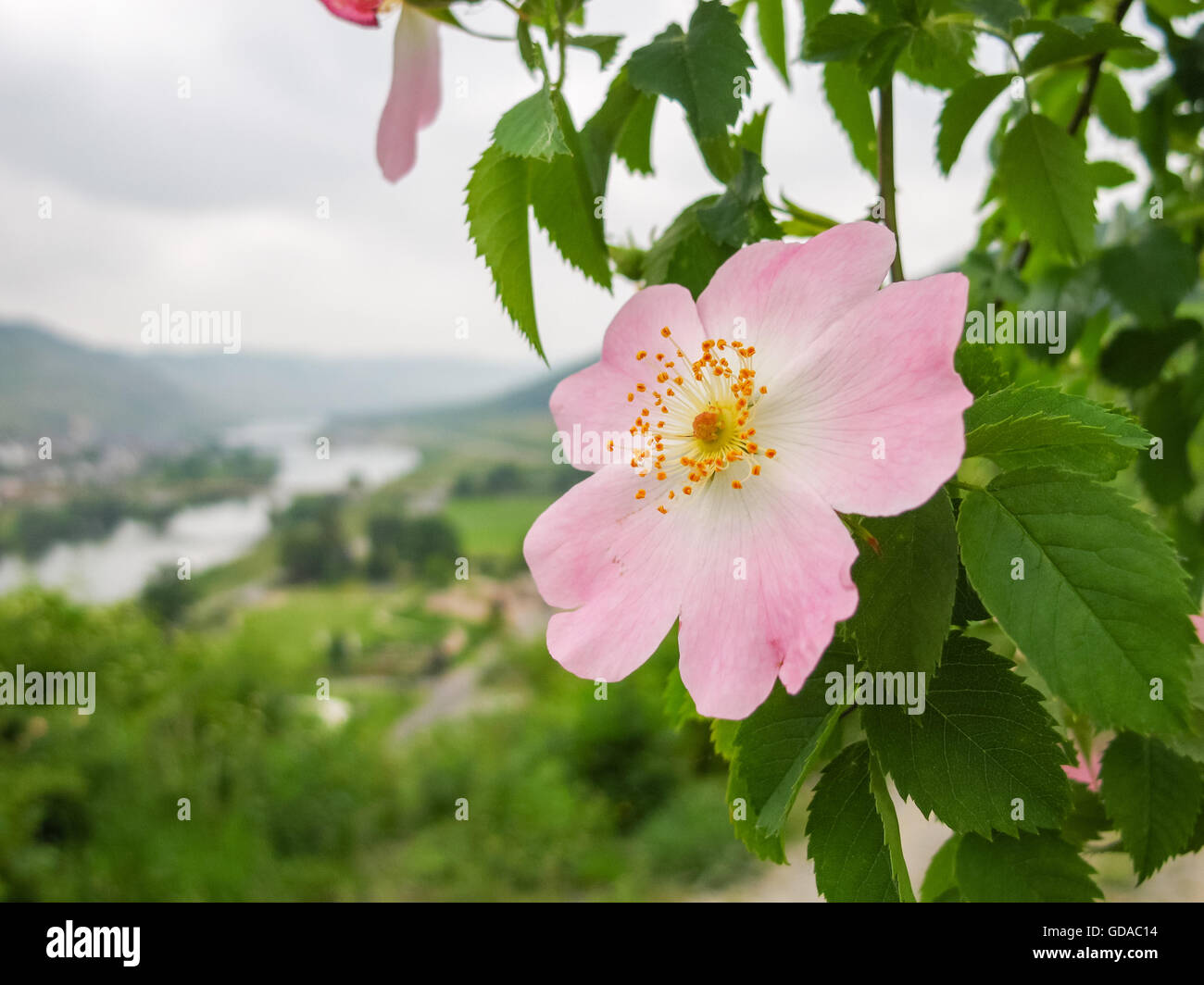 Deutschland, Rheinland-Pfalz, Zeltingen-Rachtig an der Mosel steile Pfad, Rosa Blume, Hundsrose Stockfoto