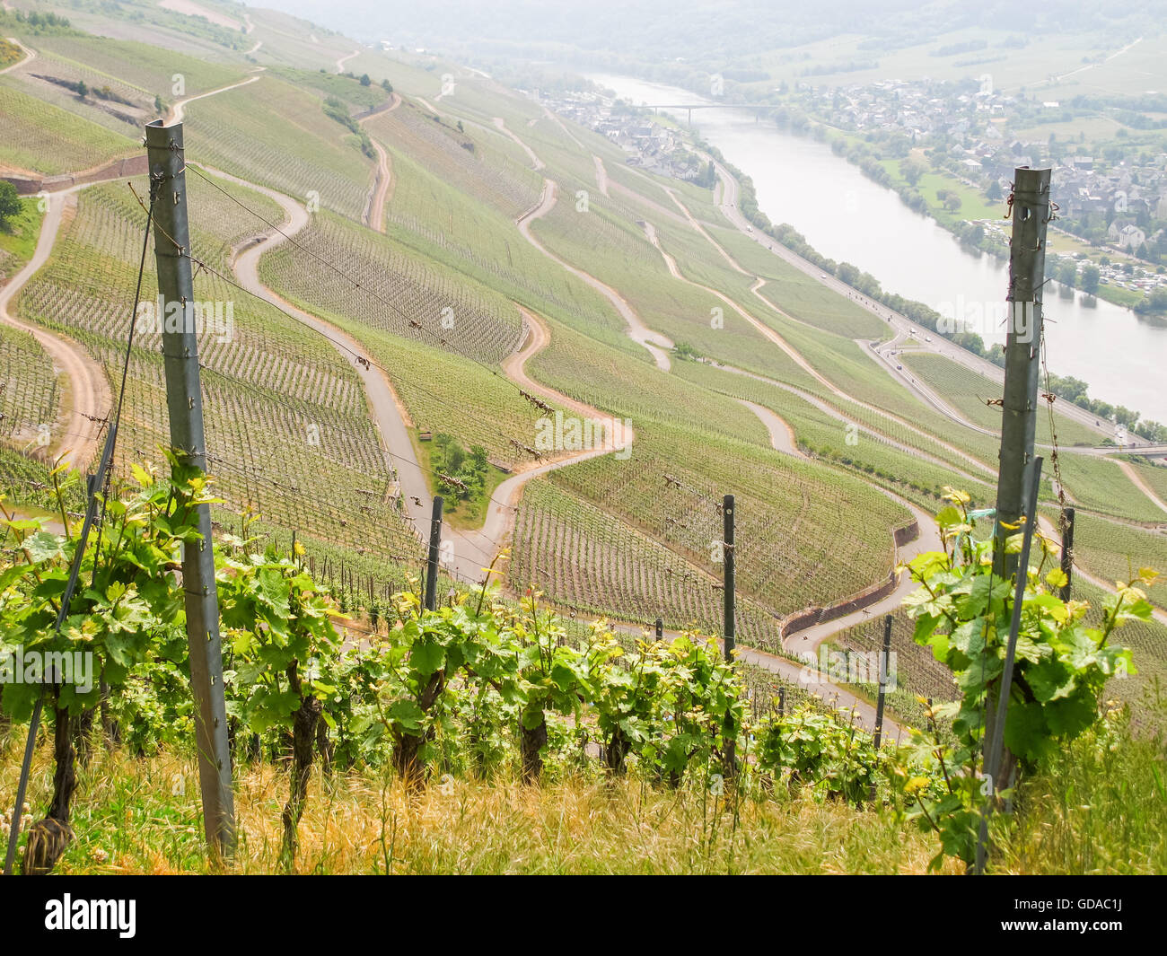 Deutschland, Rheinland-Pfalz, Kröv an der Mosel-Steig, Weinreben an der