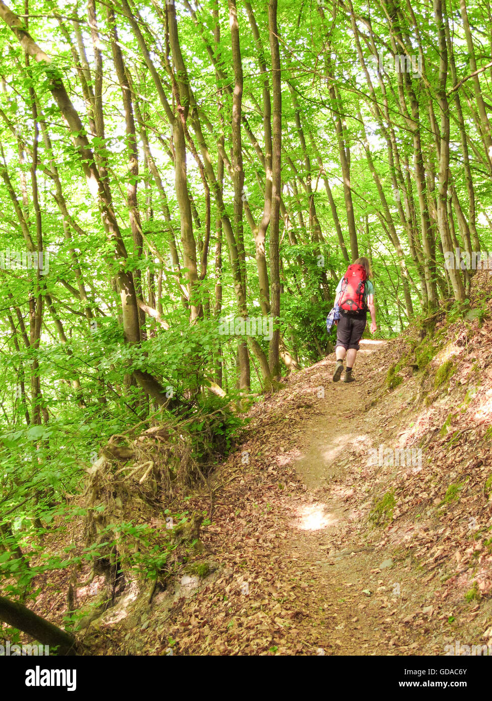 Deutschland, Rheinland-Pfalz, Mesenich an der Mosel-Steig, Wanderer mit Rucksack in den Frühlingswald Stockfoto