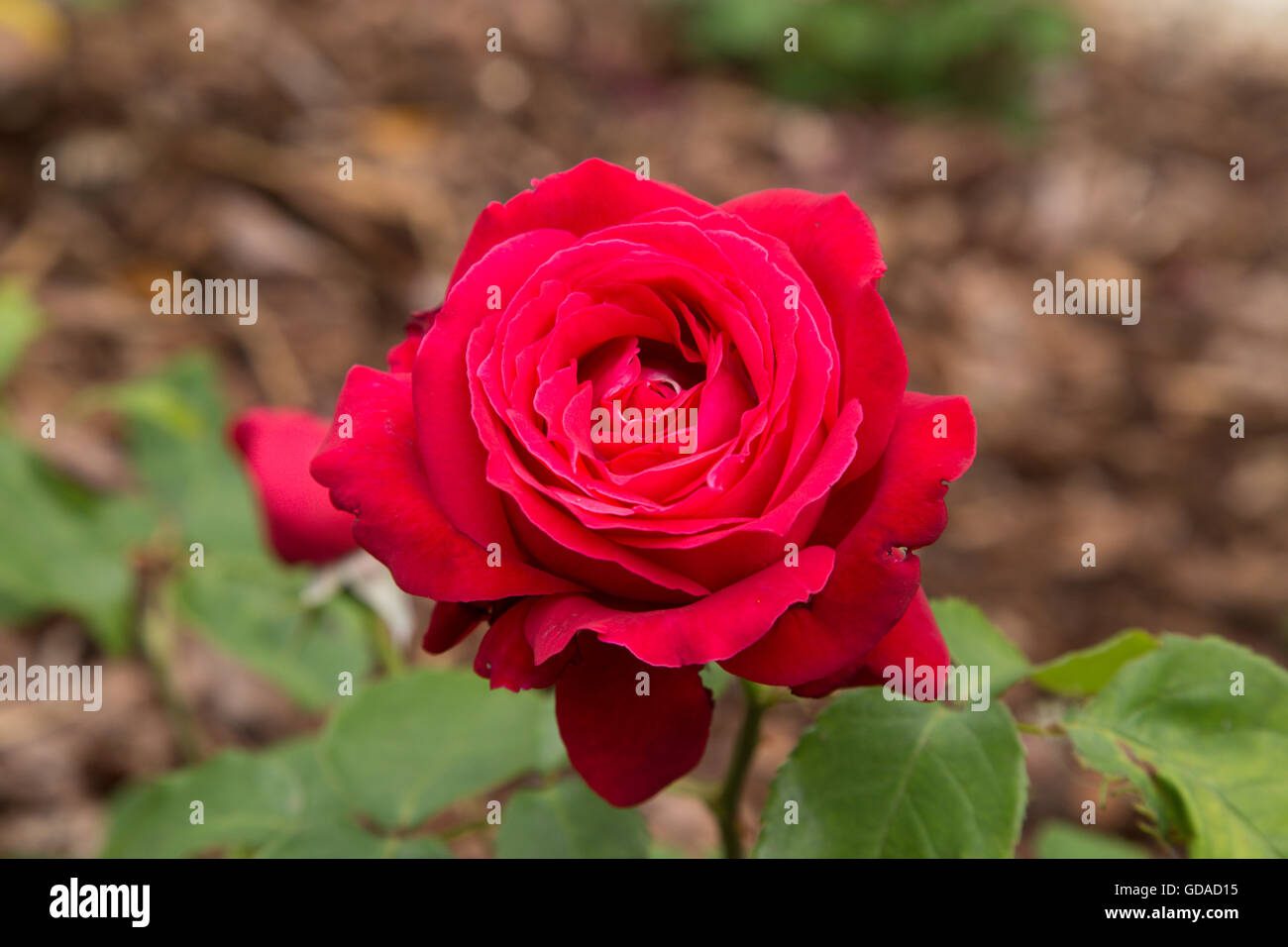 Alecs rote rose eine Teehybride Stockfoto