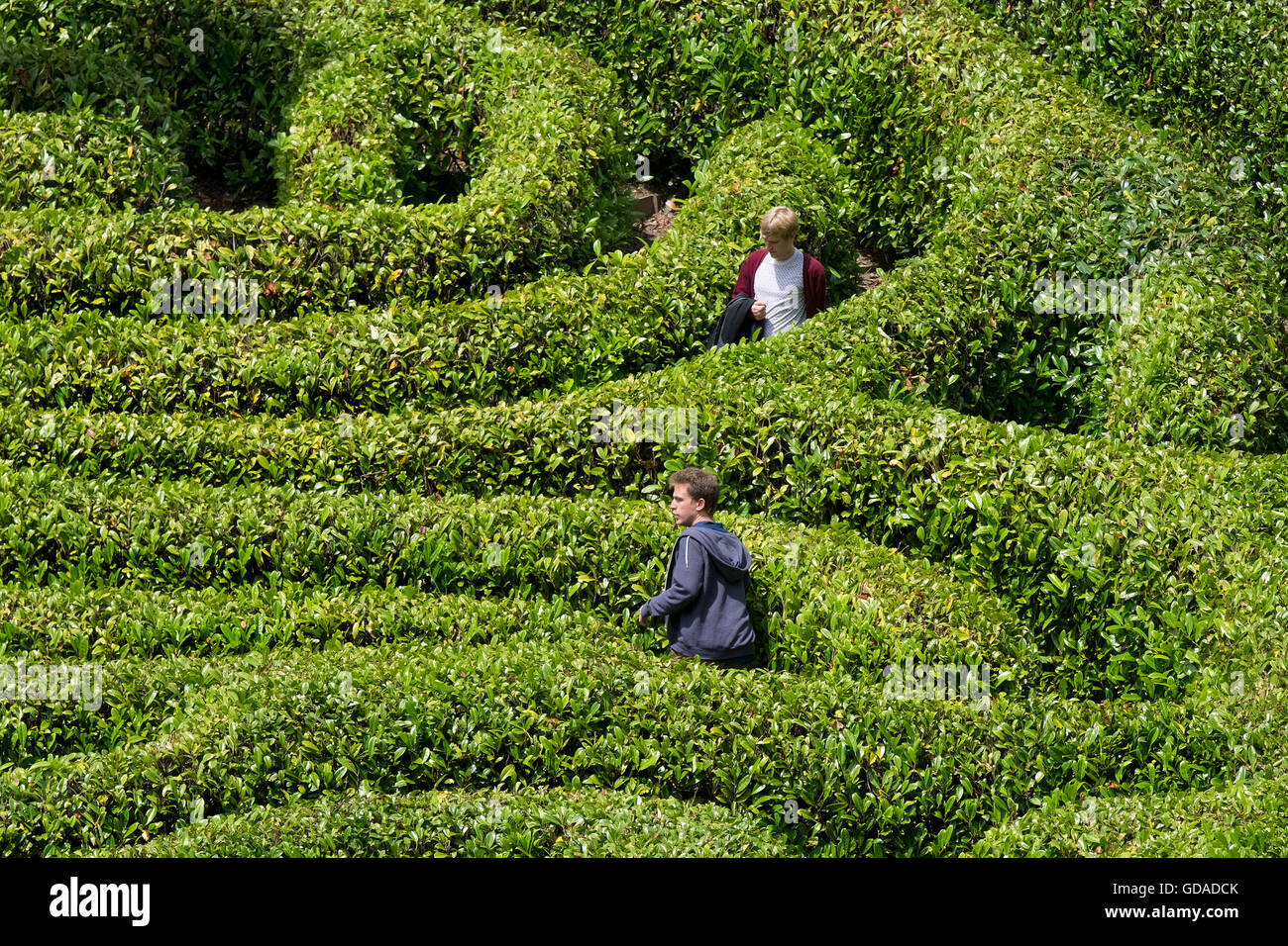 Menschen verloren in einem Kirschrieblabyrinth Prunus laurocerasus. Stockfoto