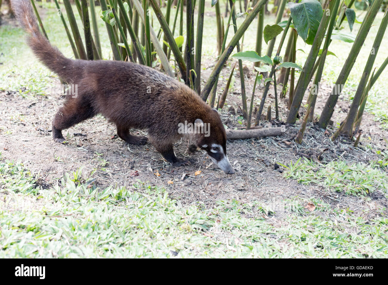 Alajuela, Costa Rica, San Carlos, Nasua (Nasua) oder Rüssel sind eine Art von kleiner Bär (Procyonidae) häufig in Mittel- und Südamerika, Stockfoto