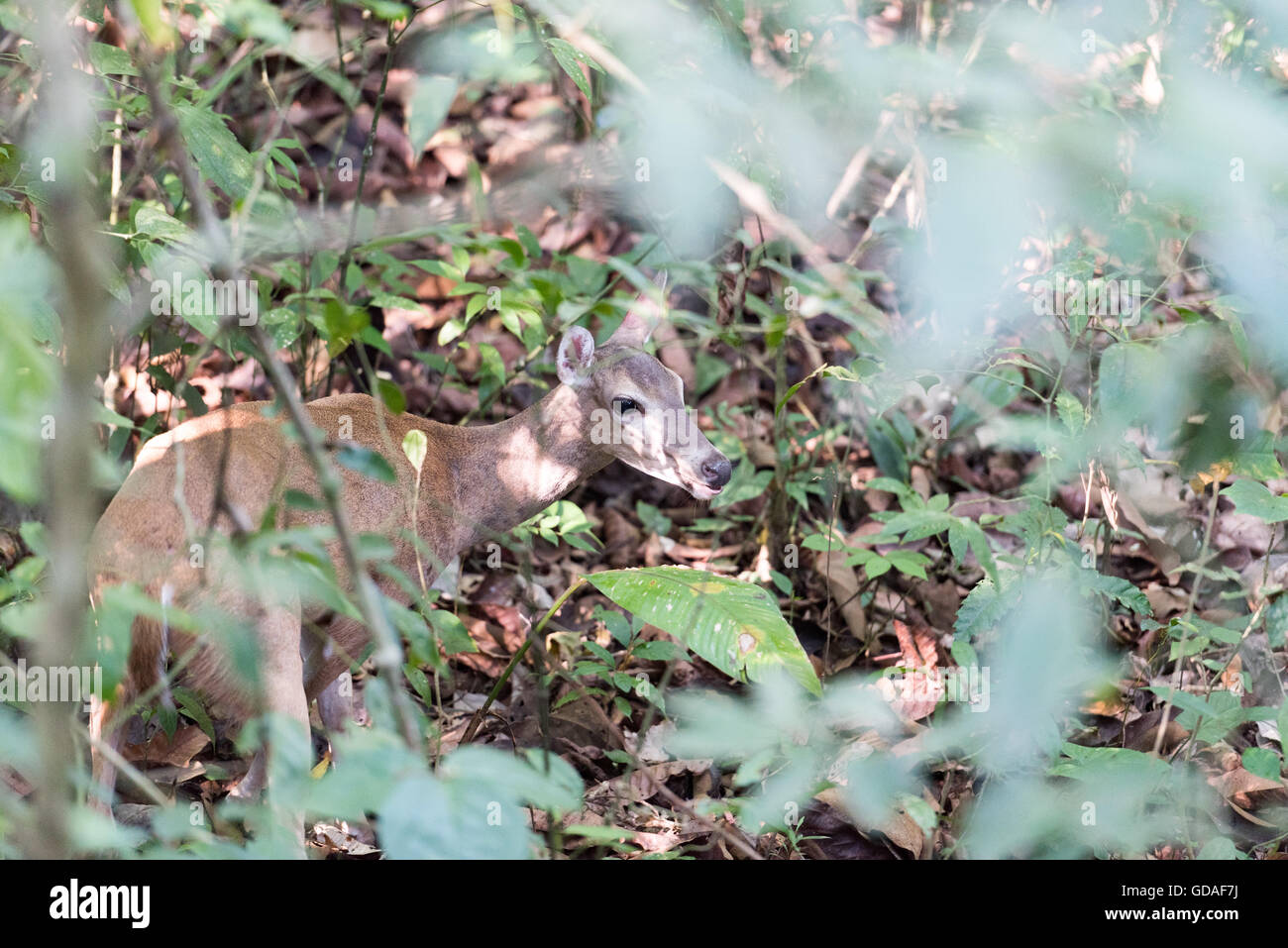 Costa Rica, Puntarenas, Quepos, Manuel Antonio Nationalpark, ein Reh Stockfoto