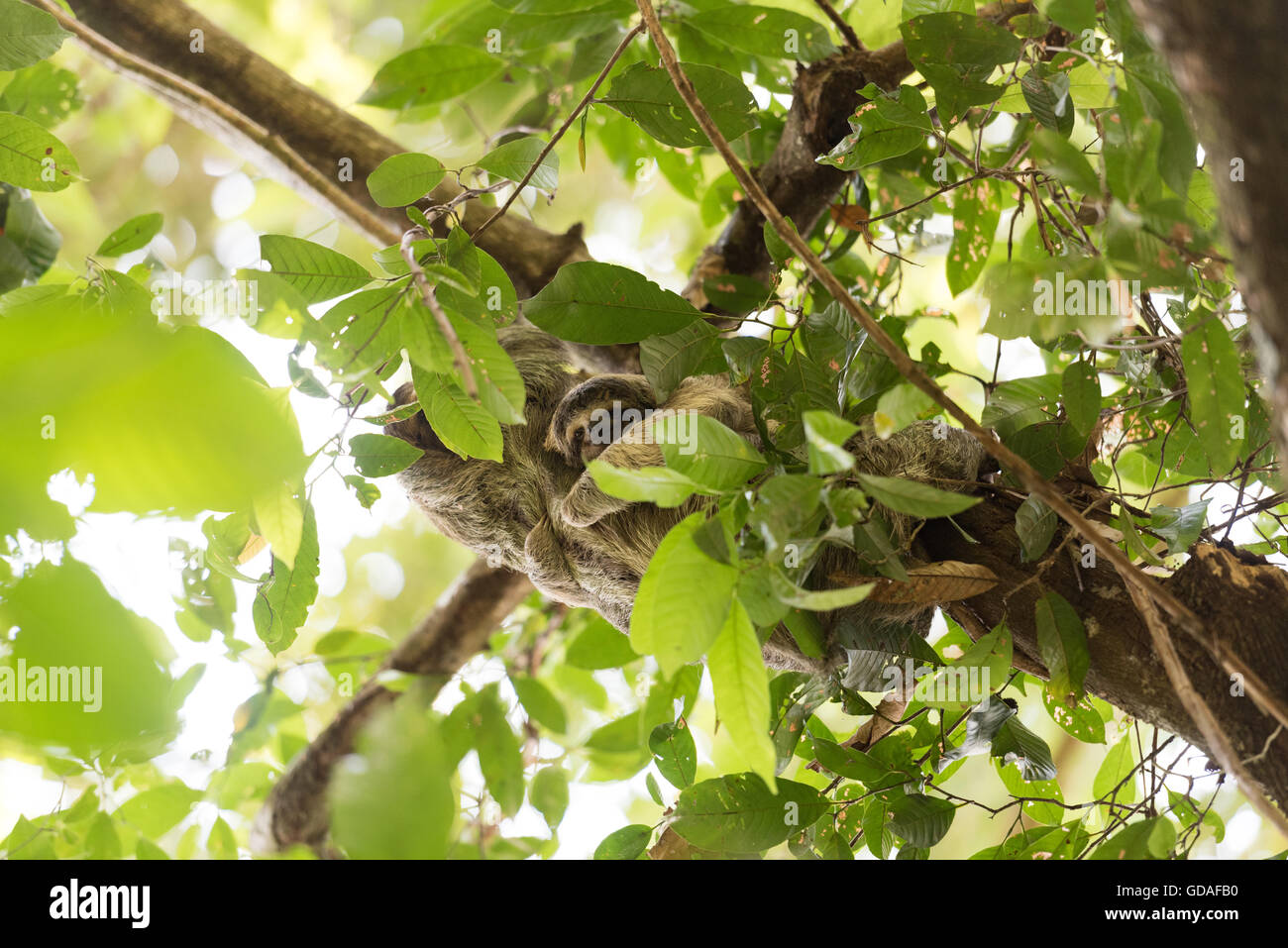 Puntarenas, Quepos, Manuel Antonio Nationalpark, Costa Rica, Faultier mit ihrem Baby, Faultier (Folivora, auch Tardigrada oder Phyllophaga) Stockfoto