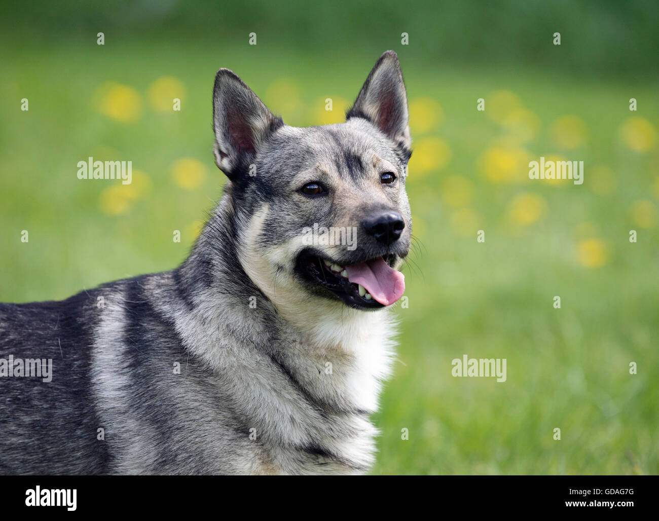 Schwedischer Wallhund Stockfoto