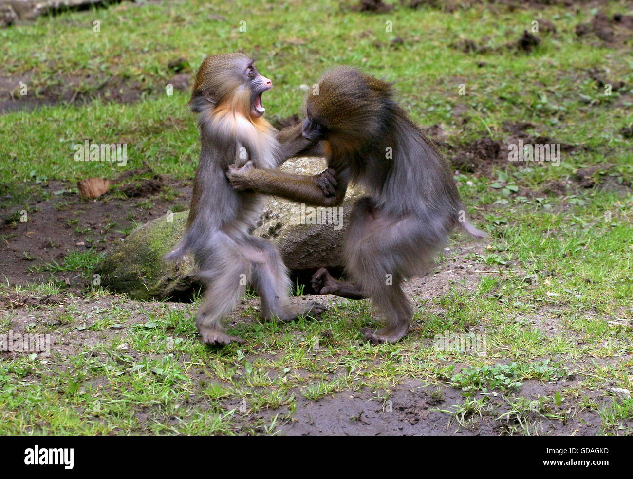Juvenile Mandrill-Affen (Mandrillus Sphinx) spielen und misshandelnd begeistert Stockfoto
