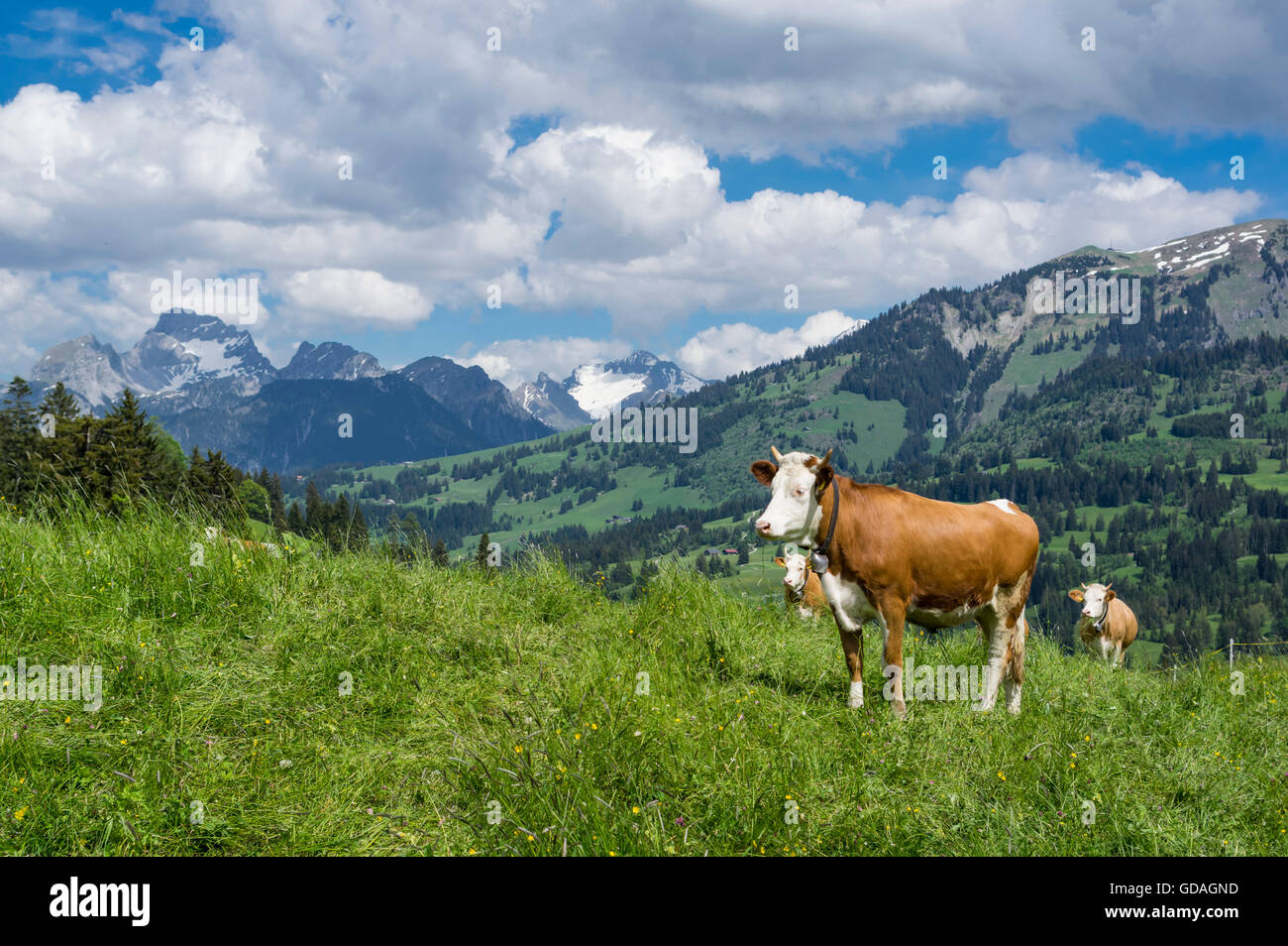 Simmentaler Fleckvieh Kühe (Bos Taurus) auf einem Berg Alm in der Schweiz. Stockfoto